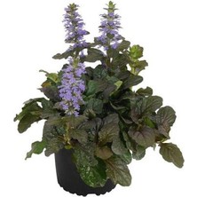 Bitkim Sende Ajuka -Mayasıl Otu (Arı Kovanı -Yüksük Otu) 1 Adet Saksılı 10-20CM Bahçe Bitkisi