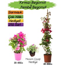 Bitkim Sende Kırmızı Renk Begonvil+Pembe Begonvil+Mezem Çiçeği Hediyeli 3'lü Peyzaj Seti