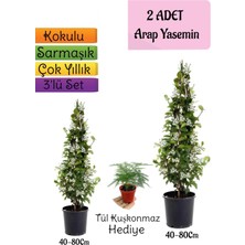 Bitkim Sende Kokulu 2 Adet Arap Yasemini Fidanı Saksılı+Tül Kuşkonmaz Hediye 3'lü Peyzaj Seti