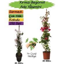 Bitkim Sende Kırmızı Renk Begonvil+Kokulu Ada Yasemini+Itır Çiçeği Hediyeli 3'lü Peyzaj Seti