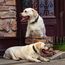 Kilinmoli Dayanıklı Deri Köpek Tasması Gerçek Deri Köpek Tasmaları Orta Büyük Köpekler Için Ayarlanabilir Alman Çoban Eğitimi Avcılık Kahverengi (Yurt Dışından)