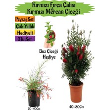 Serada Decor Plant Kırmızı Fırça Çalısı+Kırmızı Mercan Çiçeği+Buz Çiçeği Hediyeli Peyzaj Seti