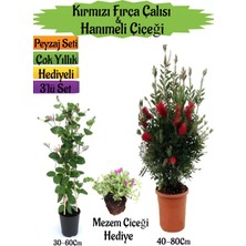 Serada Decor Plant Kırmızı Fırça Çalısı+Kokulu Hanımeli Çiçeği+ Mezem Çiçeği Hediyeli Peyzaj Seti