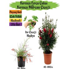 Bitkim Sende Kırmızı Fırça Çalısı+Kırmızı Mercan Çiçeği+Itır Çiçeği Hediyeli Peyzaj Seti