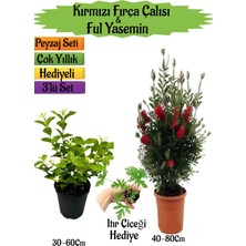 Bitkim Sende Kırmızı Fırça Çalısı+Kokulu Ful Yasemin+Itır Çiçeği Hediyeli Peyzaj Seti