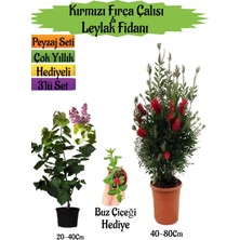Bitkim Sende Kırmızı Fırça Çalısı+Kokulu Mor Leylak Fidanı+Buz Hediyeli Peyzaj Seti
