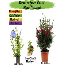 Serada Decor Plant Kırmızı Fırça Çalısı+Mavi Yasemin Çiçeği Fidanı+Buz Çiçeği Hediyeli Peyzaj Seti