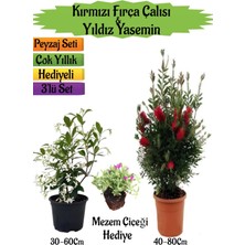 Bitkim Sende Kırmızı Fırça Çalısı+Kokulu Yıldız Yasemin+Mezem Çiçeği Hediyeli Peyzaj Seti