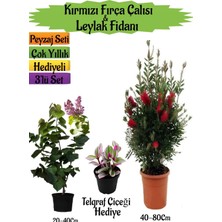Serada Decor Plant Kırmızı Fırça Çalısı+Kokulu Mor Leylak Fidanı+Telgraf Hediyeli Peyzaj Seti