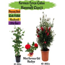 Bitkim Sende Kırmızı Fırça Çalısı+Kokulu Hanımeli Çiçeği+Mini Gül Hediyeli Peyzaj Seti