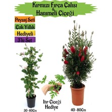 Bitkim Sende Kırmızı Fırça Çalısı+Kokulu Hanımeli Çiçeği+Itır Çiçeği Hediyeli Peyzaj Seti