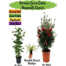 Bitkim Sende Kırmızı Fırça Çalısı+Kokulu Hanımeli Çiçeği+Kurdele Çiçeği Hediyeli Peyzaj Seti