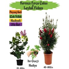 Bitkim Sende Kırmızı Fırça Çalısı+Kokulu Mor Leylak Fidanı+Itır Çiçeği Hediyeli Peyzaj Seti