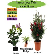 Bitkim Sende Kırmızı Fırça Çalısı+Kokulu Mor Leylak Fidanı+Kurdele Çiçeği Hediyeli Peyzaj Seti