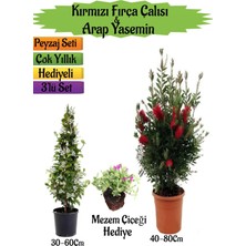 Bitkim Sende Kırmızı Fırça Çalısı+Kokulu Arap Yasemini+Mezem Çiçeği Hediyeli Peyzaj Seti