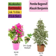 Bitkim Sende Beyaz Alacalı Benjamin Bitkisi+ Pembe Bodur Begonvil+ Itır Çiçeği Hediyeli