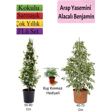 Bitkim Sende Beyaz Alacalı Benjamin Bitkisi+ Arap Yasemini+ Tül Çiçeği Hediyeli