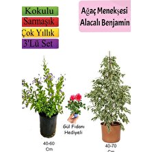 Bitkim Sende Beyaz Alacalı Benjamin Bitkisi+ Ağaç Menekşesi (Duranta)+ Gül Fidanı Hediyeli