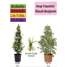 Bitkim Sende Beyaz Alacalı Benjamin Bitkisi+ Arap Yasemini+ Kurdele Çiçeği Hediyeli