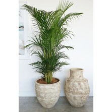 Garden Online Areka Palmiyesi - Dypsis Lutescens Canlı Salon Bitkisi 150 -160 cm