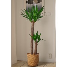 Garden Online Yucca - Yuka Bitkisi Büyük Boy Iki Gövdeli Yucca Avize Çiçeği Canlı Salon Bitkisi 180 - 220 cm
