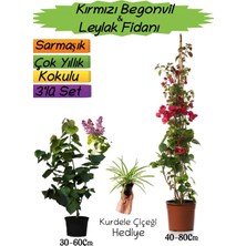 Serada Decor Plant Kırmızı Renk Begonvil+Kokulu Mor Leylak Fidanı+Kurdele Çiçeği Hediyeli 3'lü Peyzaj Seti