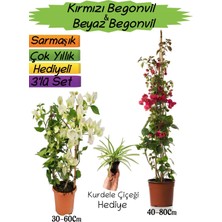 Serada Decor Plant Kırmızı Renk Begonvil+Beyaz Begonvil+Kurdele Çiçeği Hediyeli 3'lü Peyzaj Seti