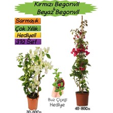 Serada Decor Plant Kırmızı Renk Begonvil+Beyaz Begonvil+Buz Çiçeği Hediyeli 3'lü Peyzaj Seti