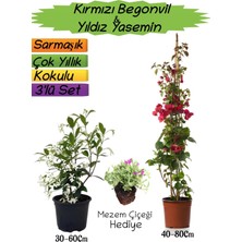 Serada Decor Plant Kırmızı Renk Begonvil+Kokulu Yıldız Yasemin+Mezem Çiçeği Hediyeli 3'lü Peyzaj Seti