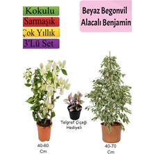 Serada Decor Plant Beyaz Alacalı Benjamin Bitkisi+ Beyaz Begonvil+ Telgraf Çiçeği Hediyeli