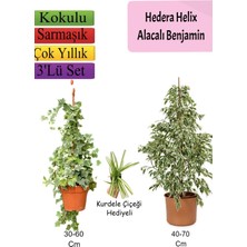 Serada Decor Plant Alacalı Beyaz Benjamin Bitkisi+ Hedera Helix Sarmaşığı+ Kurdele Çiçeği Hediyeli