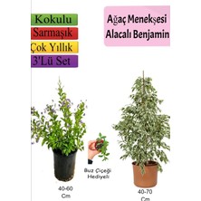 Serada Decor Plant Beyaz Alacalı Benjamin Bitkisi+ Ağaç Menekşesi (Duranta)+ Buz Çiçeği Hediyeli