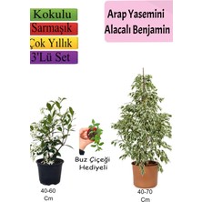 Serada Decor Plant Beyaz Alacalı Benjamin Bitkisi+ Arap Yasemini+ Buz Çiçeği Hediyeli