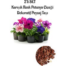 Serada Decor Plant Karışık Renk Petunya Çiçeği 10 ADET(10-20CM)+CURF Dekoratif Taş 2lt 2'li Bahçe Peyzaj Seti