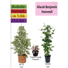 Bitkim Sende Alacalı Beyaz Benjamin Bitkisi+ Hanımeli+ Telgraf Çiçeği Hediyeli