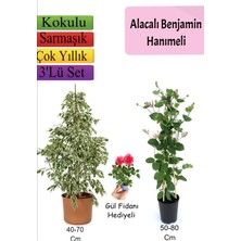 Bitkim Sende Alacalı Beyaz Benjamin Bitkisi+ Hanımeli+ Gül Fidanı Hediyeli