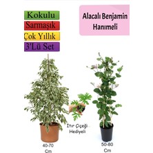 Bitkim Sende Alacalı Beyaz Benjamin Bitkisi+ Hanımeli+ Itır Çiçeği Hediyeli