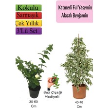 Bitkim Sende Beyaz Alacalı Benjamin Bitkisi+  Katmerli Ful Yasemin+ Buz Çiçeği Hediyeli