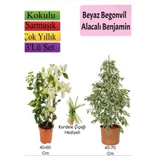 Bitkim Sende Beyaz Alacalı Benjamin Bitkisi+ Beyaz Begonvil+ Kurdele Çiçeği Hediyeli