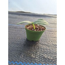 Bitkim Sende 1 Adet Tüylü Salatalık Fidesi (5-10 Cm) ( Tohum Değildir Fidedir)