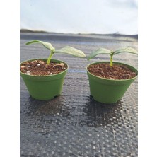 Bitkim Sende 2 Adet Badem Salatalık Fidesi (5-10 Cm) ( Tohum Değildir Fidedir)