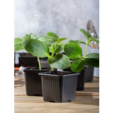 Bitkim Sende 3 Adet Badem Salatalık Fidesi (5-10 Cm) ( Tohum Değildir Fidedir)
