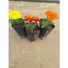 Serada Decor Plant 3'lü Yoğun Kokulu Çıtır Kadife Çiçeği Seti (Turuncu- Sarı- Alacalı)