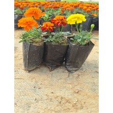 Serada Decor Plant 3'lü Mis Kokulu Çıtır Kadife Çiçeği Seti (Turuncu- Sarı- Alacalı)