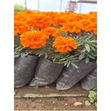 Bitkim Sende Mis Kokulu Turuncu Renk Çıtır Kadife Çiçeği (5-20 Cm) 2 Adet Tüplü Dış Mekan Bitkisi