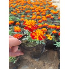 Bitkim Sende Muhteşem Görünümlü Sarılı Kırmızılı Çıtır Kadife Çiçeği (10-20 Cm) 2 Adet Tüplü