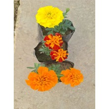 Serada Decor Plant 3'lü Muhteşem Görünümlü Çıtır Kadife Çiçeği Seti (Turuncu- Sarı- Alacalı)