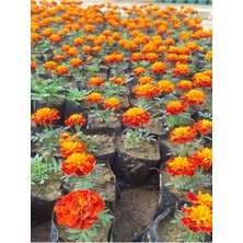 Serada Decor Plant Muhteşem Görünümlü Sarılı Kırmızılı Çıtır Kadife Çiçeği (10-20 Cm) 3 Adet Tüplü
