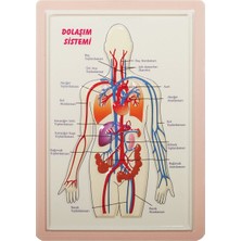 Dağtaş Kırtasiye Kabartma Anatomi Levhası  Dolaşım Sistemi A4 Boyutlu