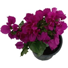Armenbotanik Bougainvillea - Begonvil Çiçeği